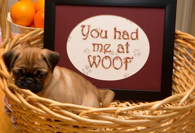 You Had Me at …Woof!