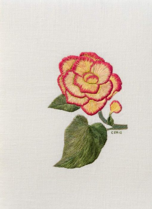 Sweet Begonia